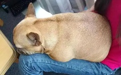 麻豆 国产之光32部